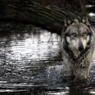 Spirit Wolf Shamanic Healing Arts photo