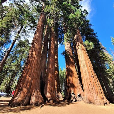 Sequoia & Kings Canyon National Parks photo