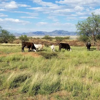 Sonoita photo