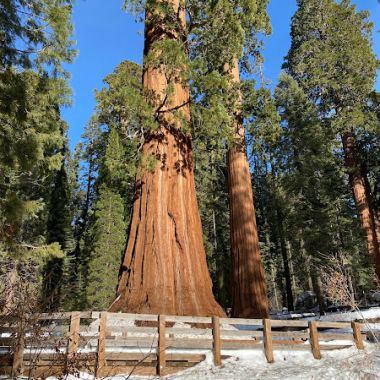 Sequoia National Park photo