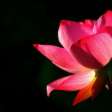 The Red Lotus - Spiritual & Psychic Center photo