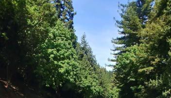 Redwood Estates