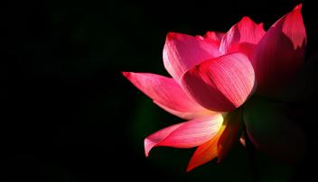 The Red Lotus - Spiritual & Psychic Center