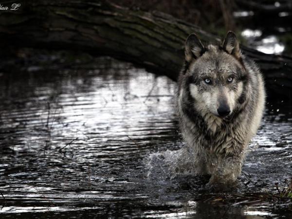 Spirit Wolf Shamanic Healing Arts photo