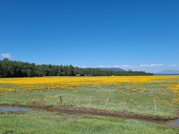 Mormon Lake photo