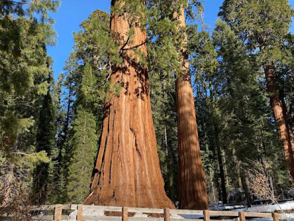 Sequoia National Park photo