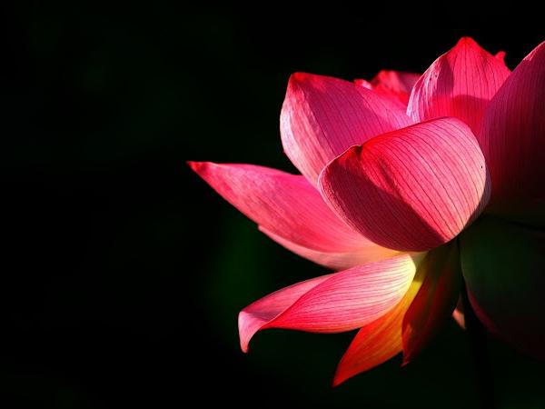 The Red Lotus - Spiritual & Psychic Center photo