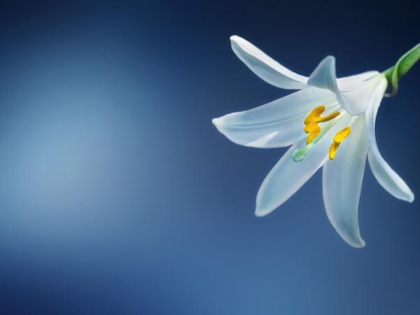 Shin Healing Arts photo