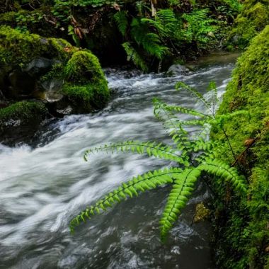 Willow creek california photo