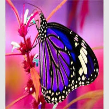 Conscious Creations Meditation & Healing Center photo