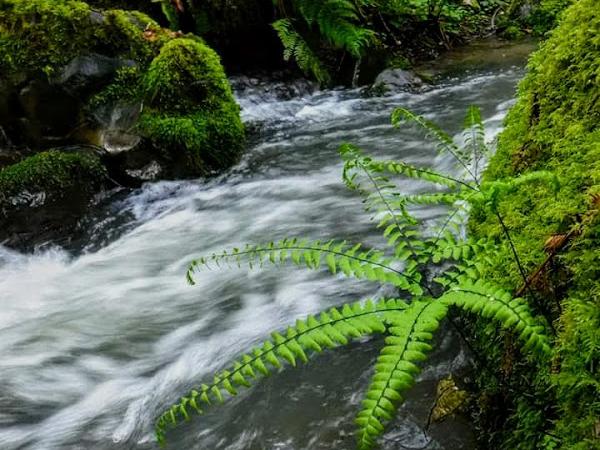 Willow creek california photo