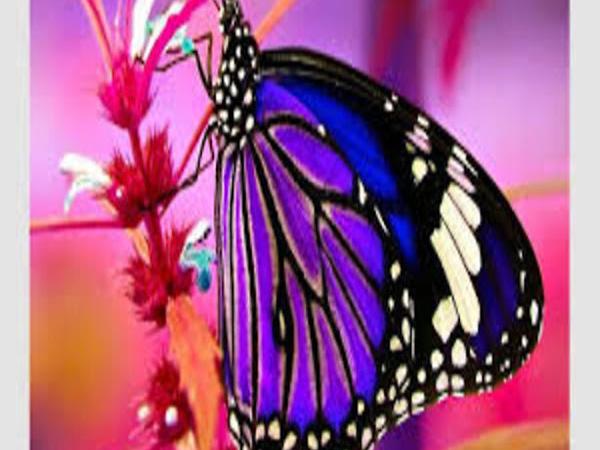 Conscious Creations Meditation & Healing Center photo